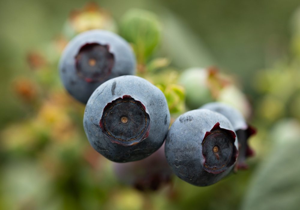 El Poder de la Fotografía de Producto 2 Capturar la Esencia del Producto: Más que una Imagen